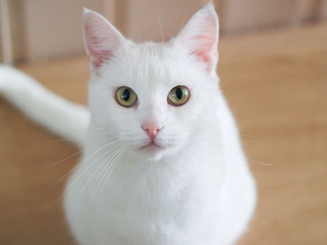 cats