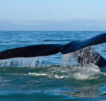 whales