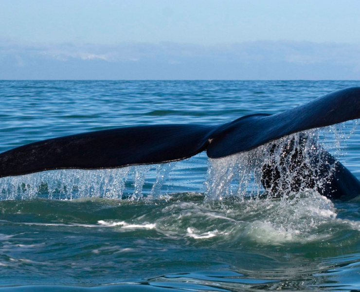 whales