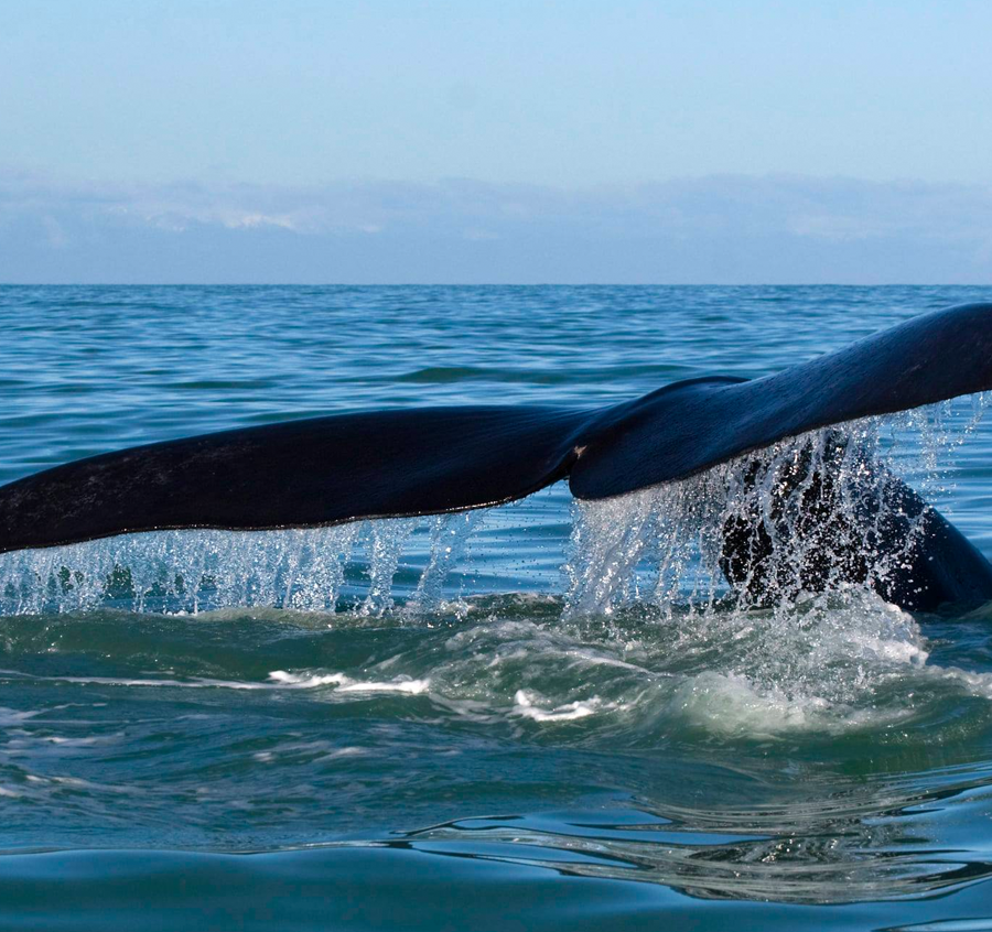 whales