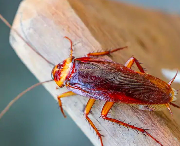 cockroach