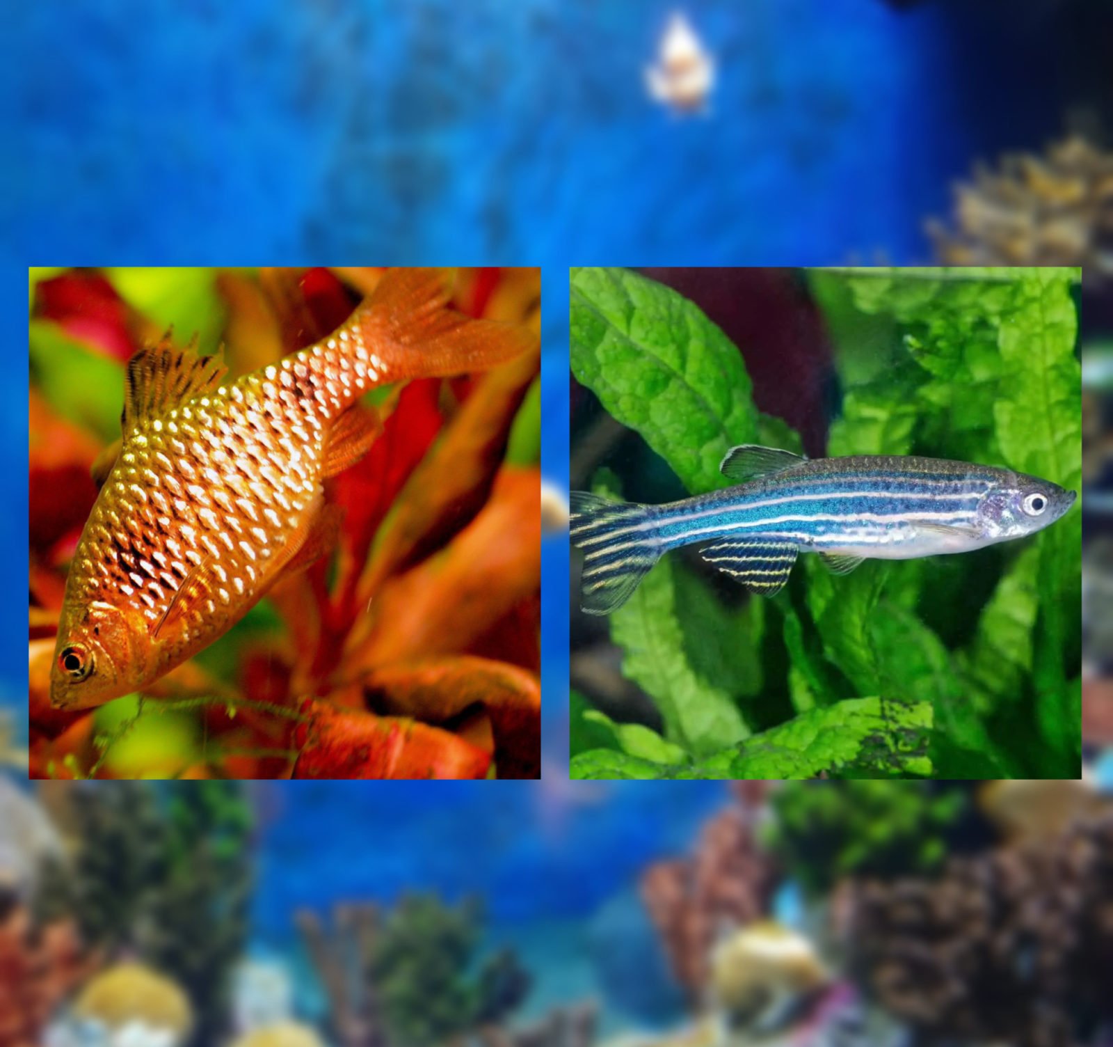 Fishes for beginners