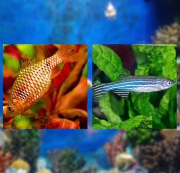 Fishes for beginners