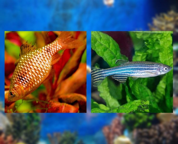Fishes for beginners