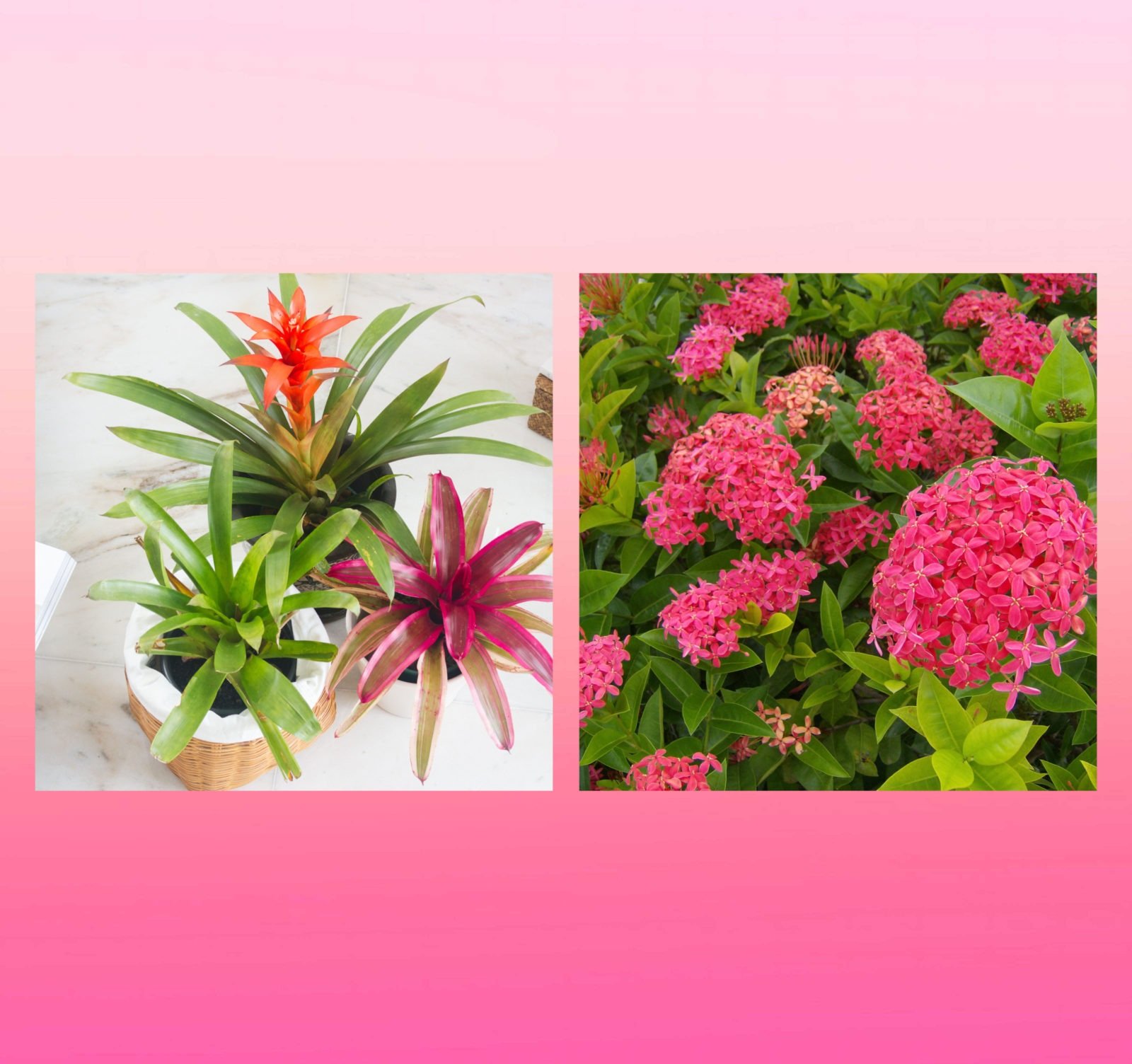 Best plants for beginners