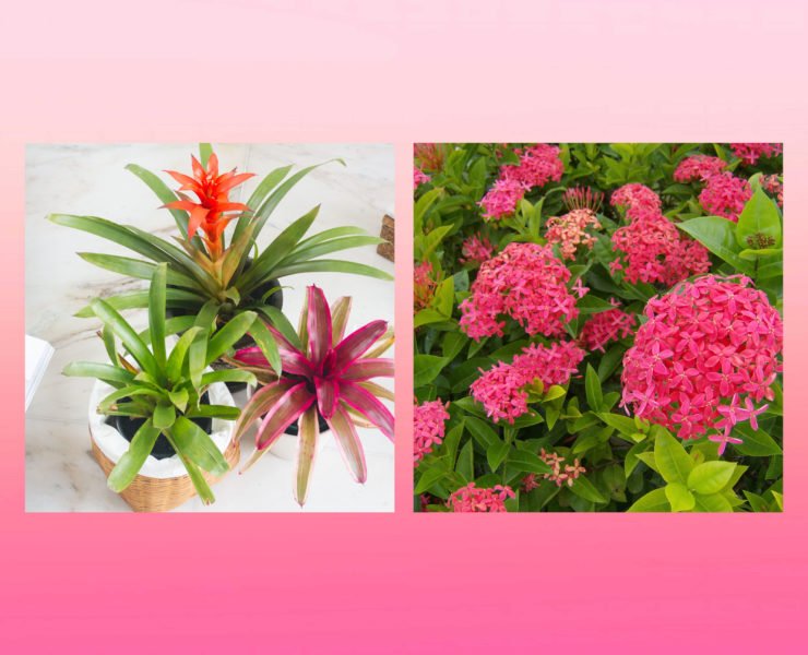 Best plants for beginners