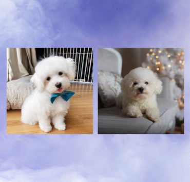 Hypoallergenic Dogs perfect for people with allergies who loves a good company
