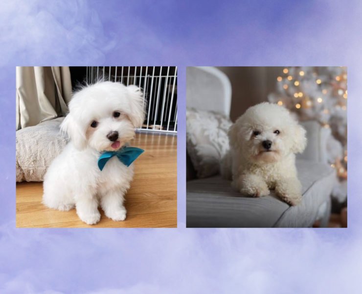 Hypoallergenic Dogs perfect for people with allergies who loves a good company
