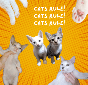 All-About-Cats-FI