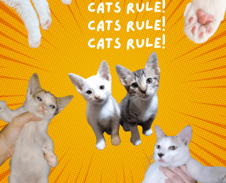 All-About-Cats-FI