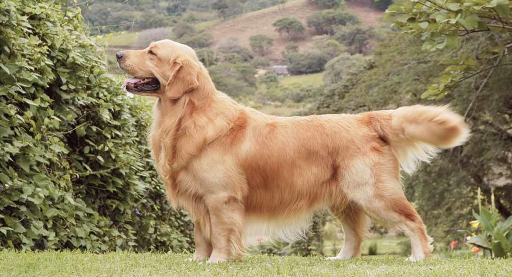 Best store golden retriever