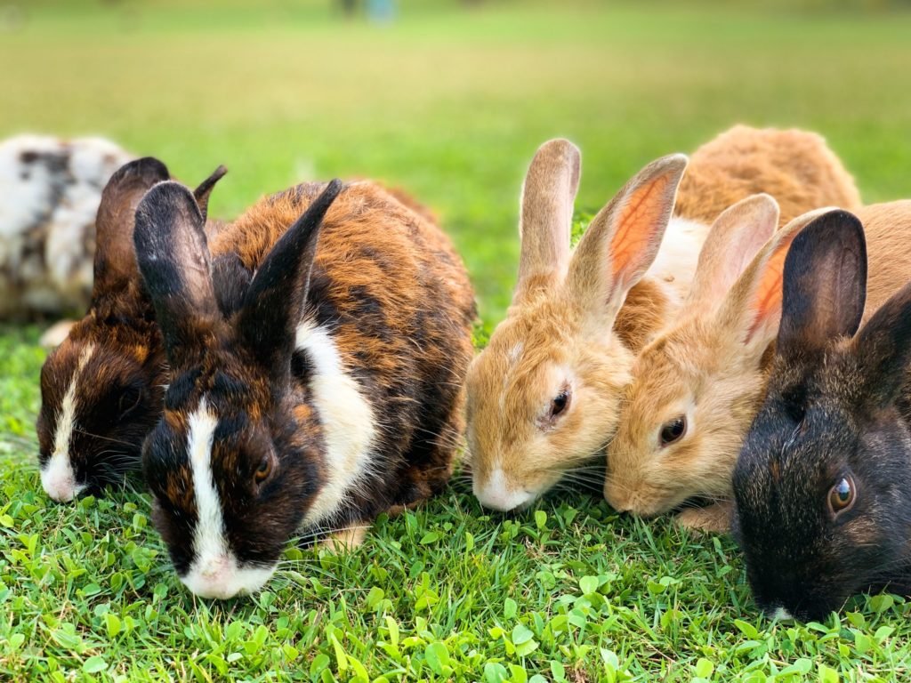 Rabbits