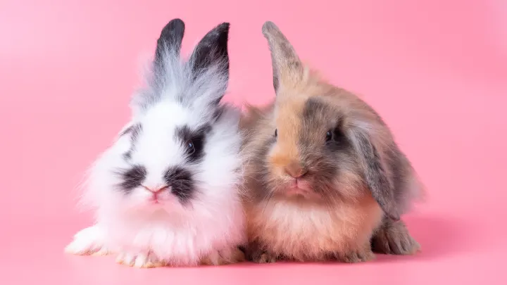 Rabbits