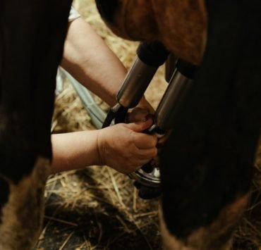 Milking a cow is a tedious job, but worth it.