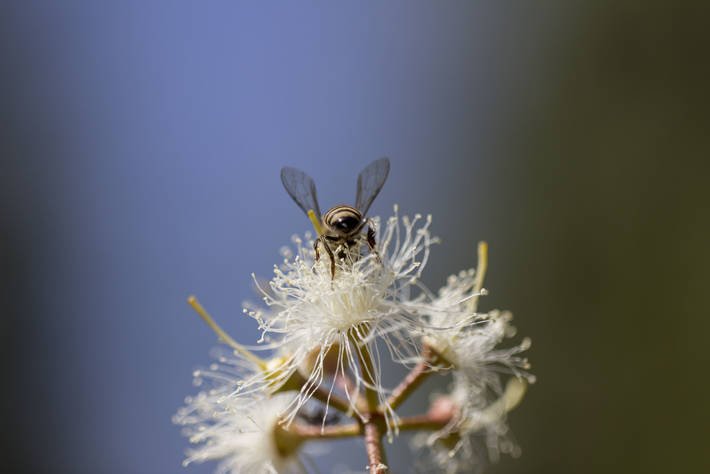 A bee getting nectar from a flower.