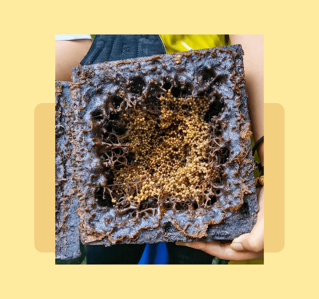 bees