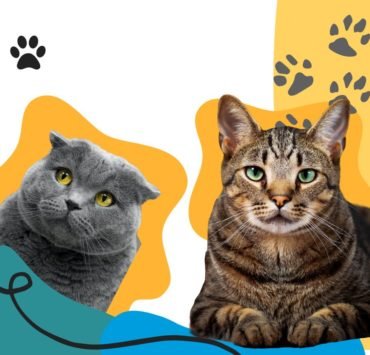 cat, feline, paws, pets