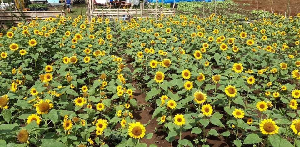 Nearest Sunflower Farm In Manila | Best Flower Site