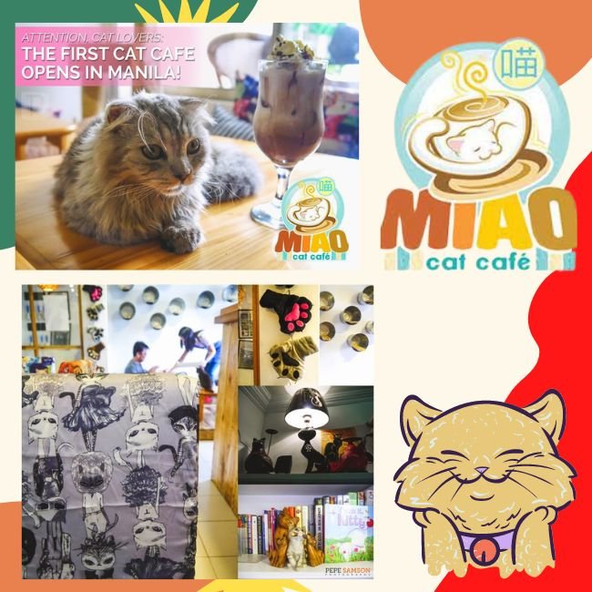 Take to the cafe where the most cats in some hundred thousand 🐈, MALI CAT  CAFE🥤, Gallery posted by เที่ยวTRIP🛩️