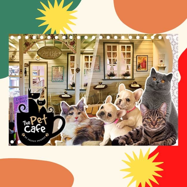 Take to the cafe where the most cats in some hundred thousand 🐈, MALI CAT  CAFE🥤, Gallery posted by เที่ยวTRIP🛩️