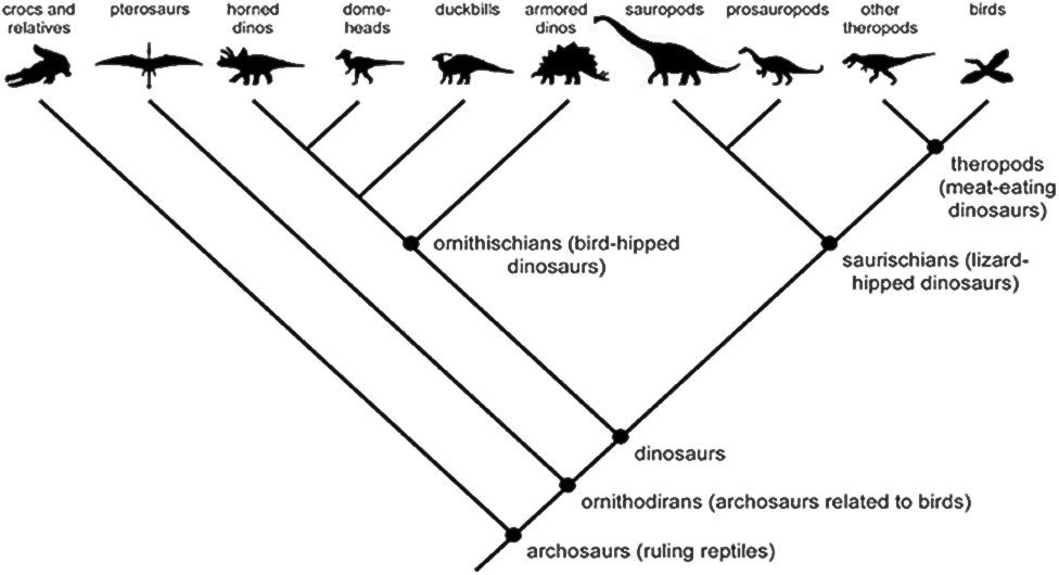 Lineage between dinosaurs and birds. Photo Credit: Matt Wedel, UCMP