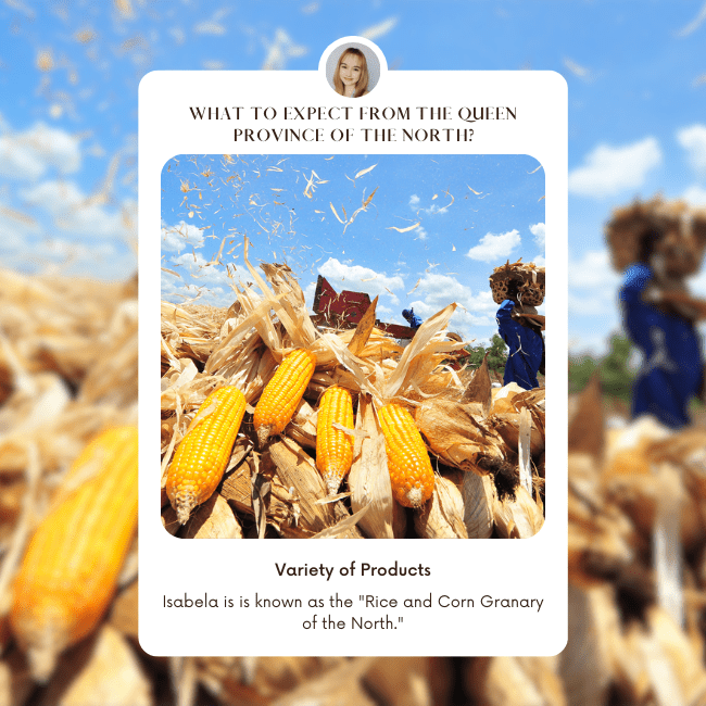 corn harvest in Isabela
