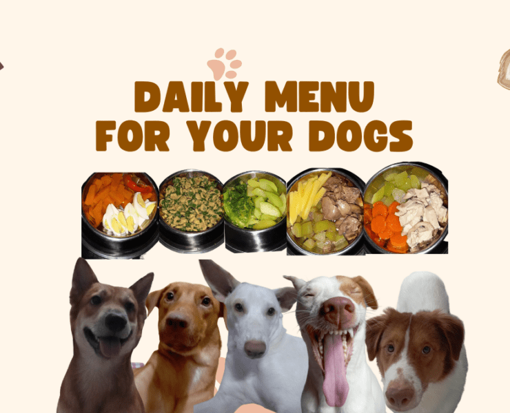 daily menu for dogs