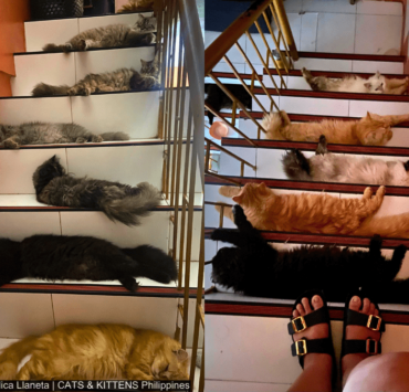 Cats On Stairs: Cats That Are Sure To Brighten Up Your Day