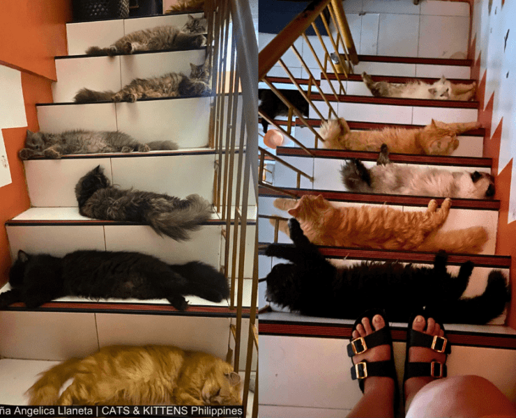 Cats On Stairs: Cats That Are Sure To Brighten Up Your Day